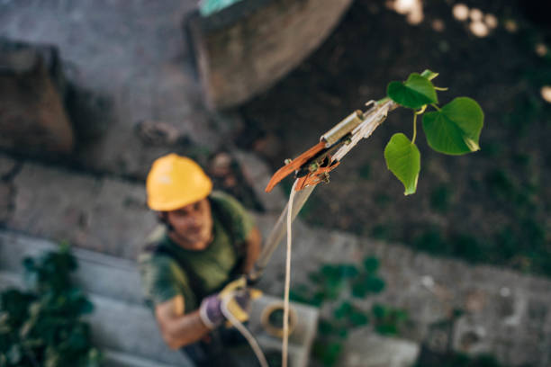 Best Emergency Tree Removal Services  in USA